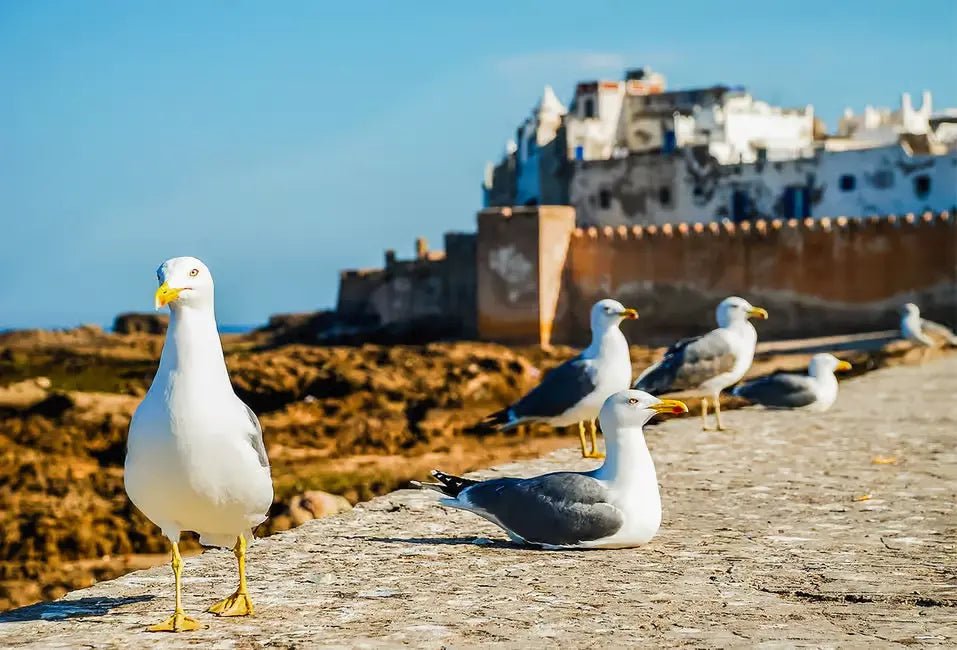 From Marrakech: Private Day Trip to Essaouira with Hotel Pickup