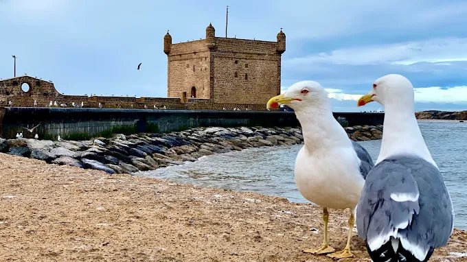 From Marrakech: Private Day Trip to Essaouira with Hotel Pickup