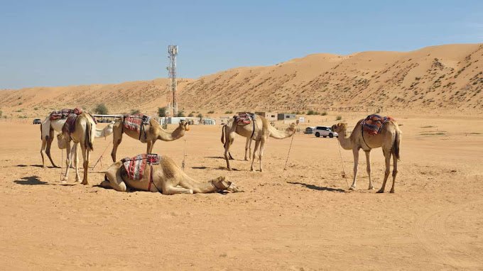 From Muscat: Private Overnight Wahiba Sands Safari and Wadi Bani Khalid Tour