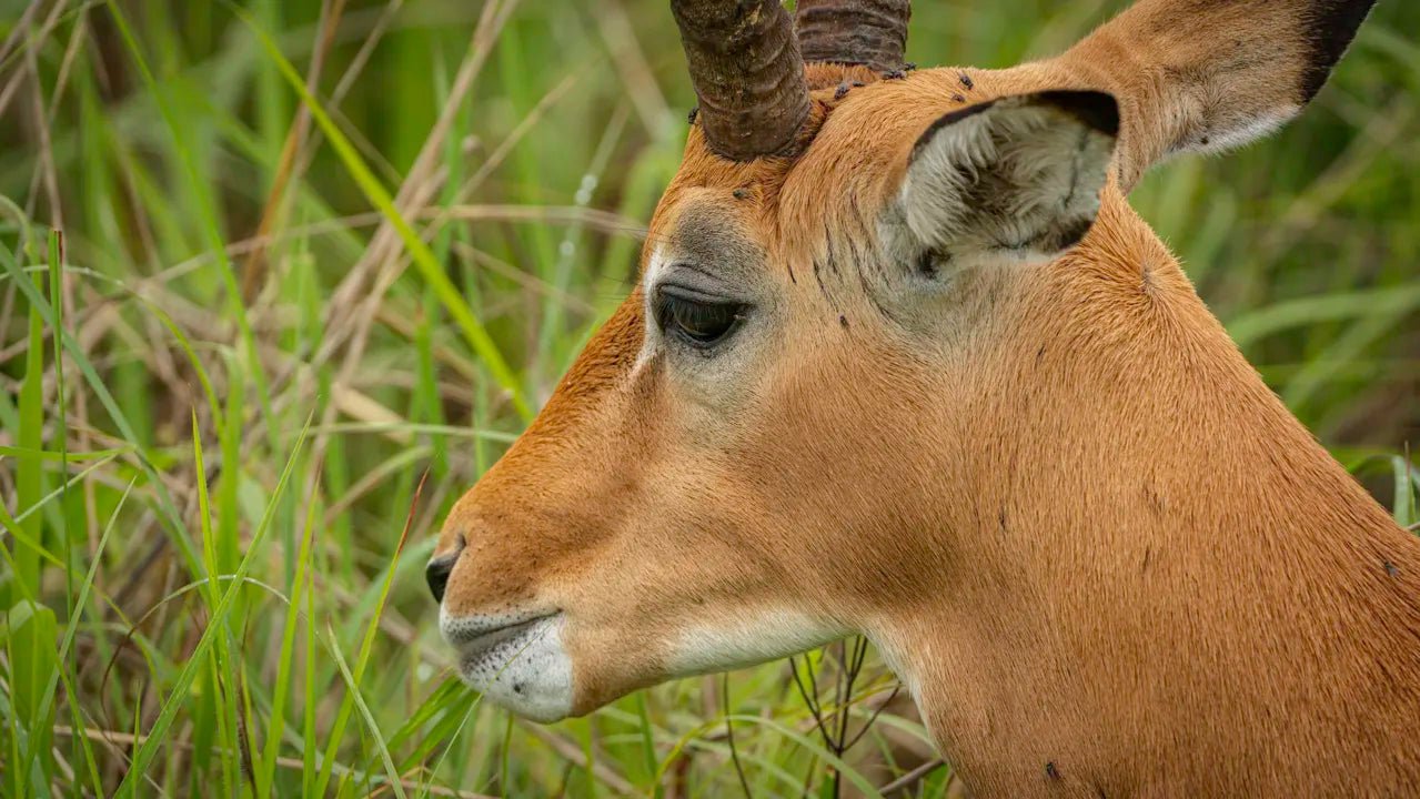 From Zanzibar: 2 - Days Trip with 3 Safaris in Nyerere National Park and Rufiji River