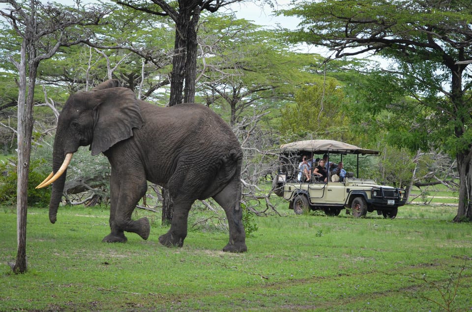 From Zanzibar: 2 - Days Trip with 3 Safaris in Nyerere National Park and Rufiji River