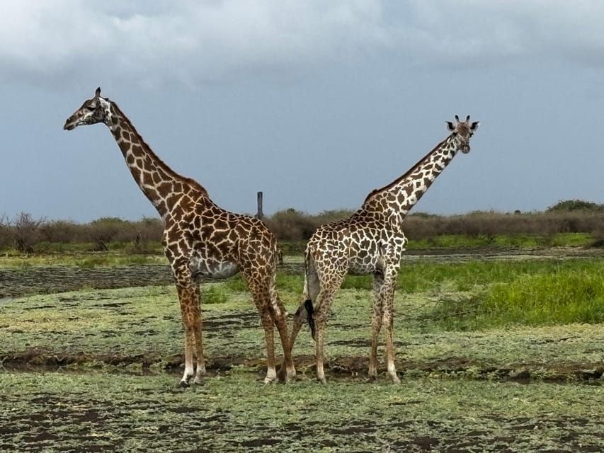 From Zanzibar: 2 - Days Trip with 3 Safaris in Nyerere National Park and Rufiji River