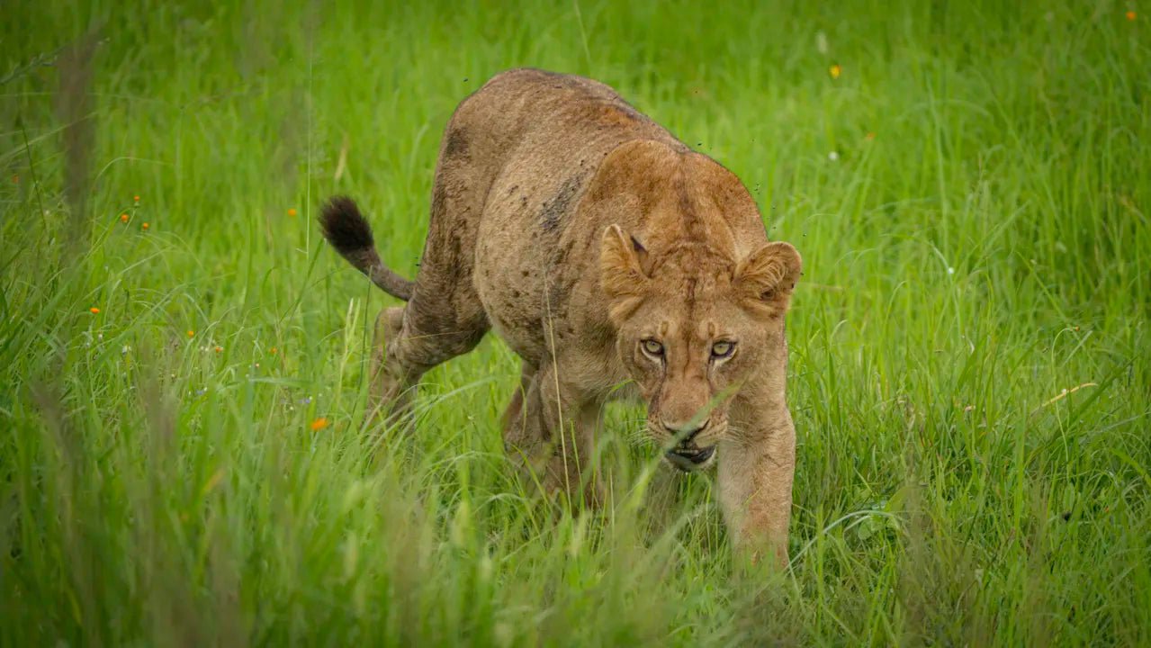 From Zanzibar: 2 - Days Trip with 3 Safaris in Nyerere National Park and Rufiji River