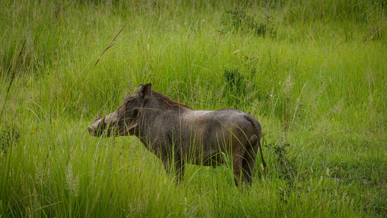 From Zanzibar: 2 - Days Trip with 3 Safaris in Nyerere National Park and Rufiji River