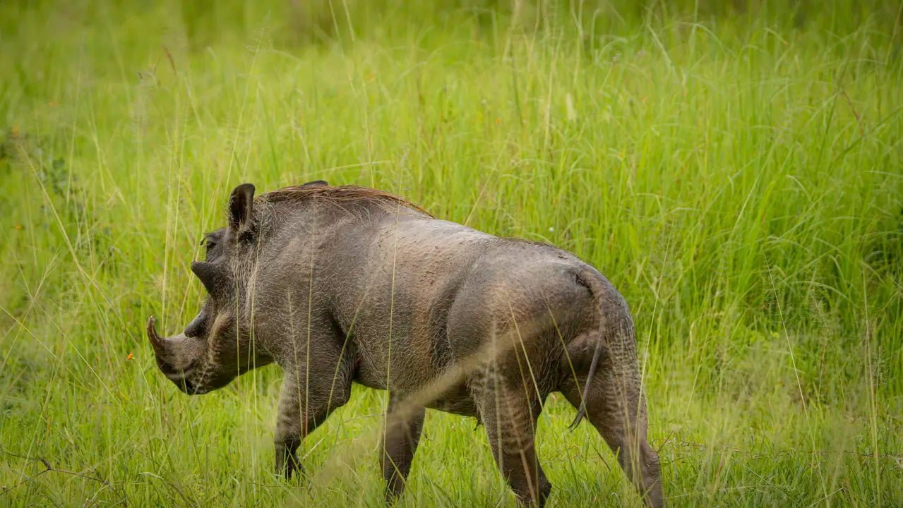 From Zanzibar: 2 - Days Trip with 3 Safaris in Nyerere National Park and Rufiji River