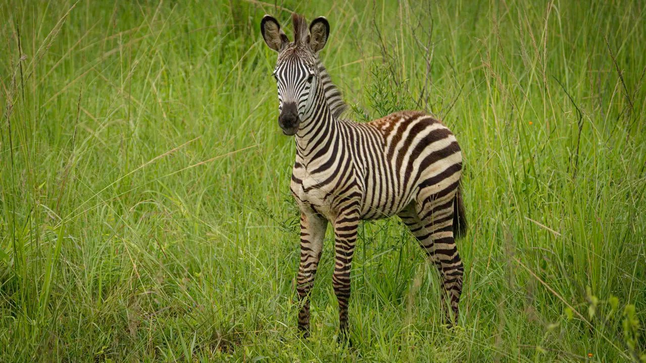 Baby Zebra From Zanzibar: 2 - Days Trip with 3 Safaris in Nyerere National Park and Rufiji River