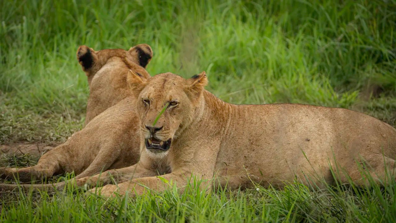 From Zanzibar: 2 - Days Trip with 3 Safaris in Nyerere National Park and Rufiji River