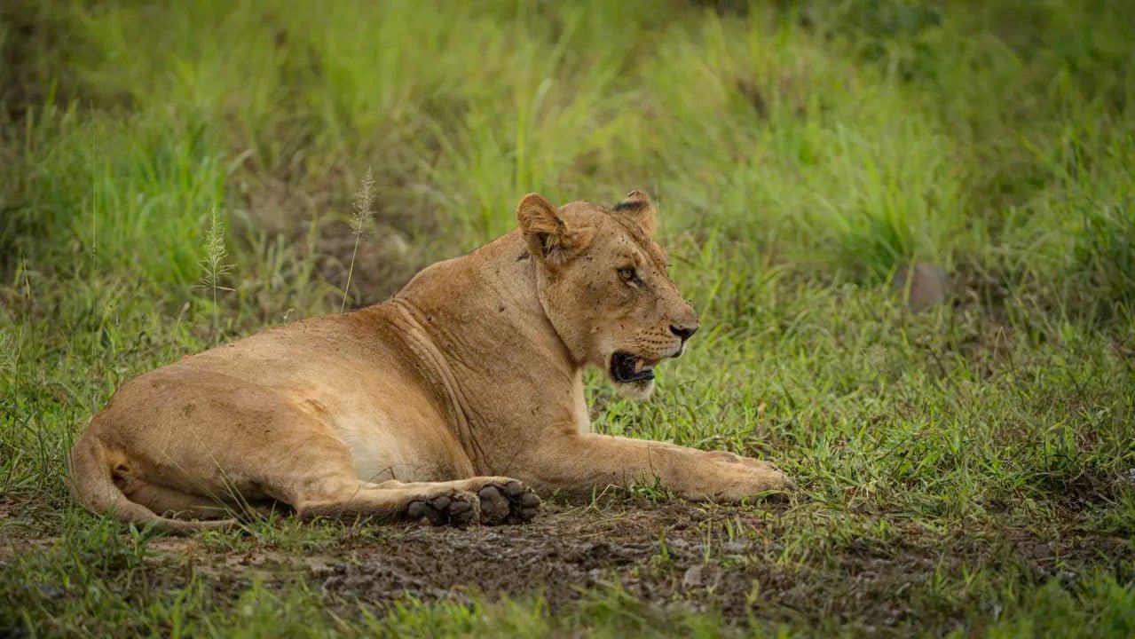 From Zanzibar: 2 - Days Trip with 3 Safaris in Nyerere National Park and Rufiji River