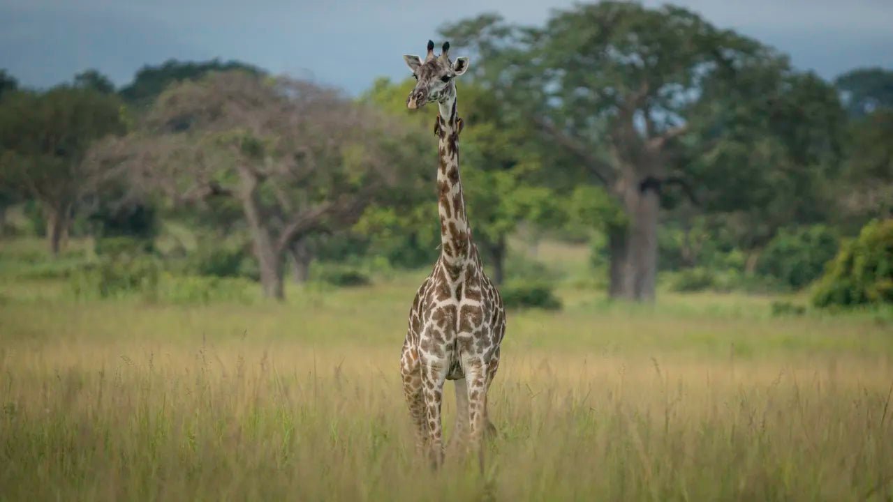 From Zanzibar: 2 - Days Trip with 3 Safaris in Nyerere National Park and Rufiji River