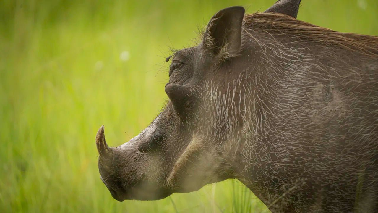 From Zanzibar: 2 - Days Trip with 3 Safaris in Nyerere National Park and Rufiji River