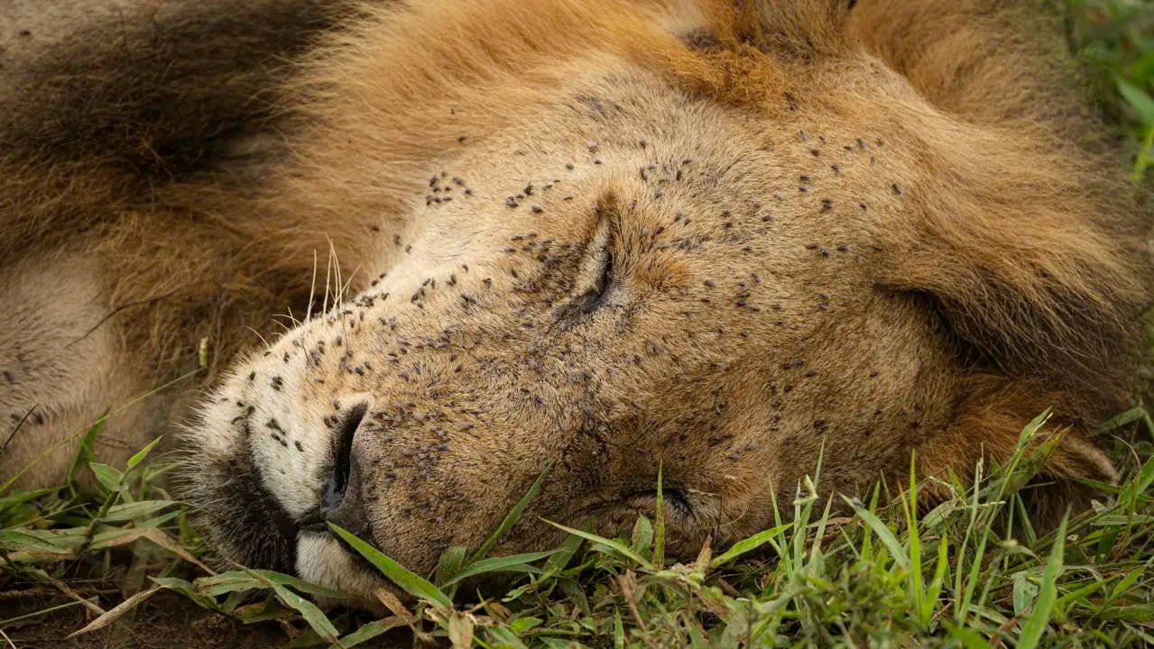 From Zanzibar: 2 - Days Trip with 3 Safaris in Nyerere National Park and Rufiji River