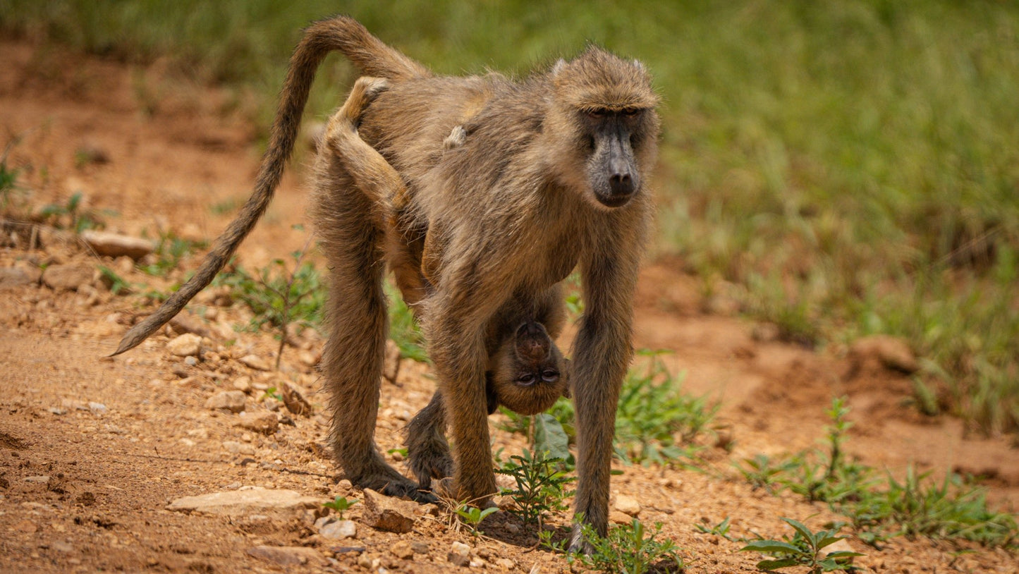 From Zanzibar: 2 - Days Trip with 3 Safaris in Nyerere National Park and Rufiji River