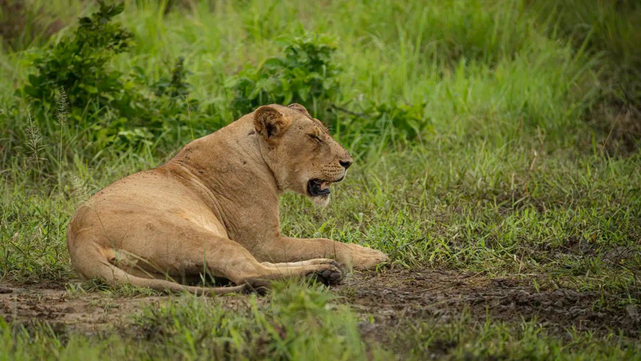 From Zanzibar: 2 - Days Trip with 3 Safaris in Nyerere National Park and Rufiji River