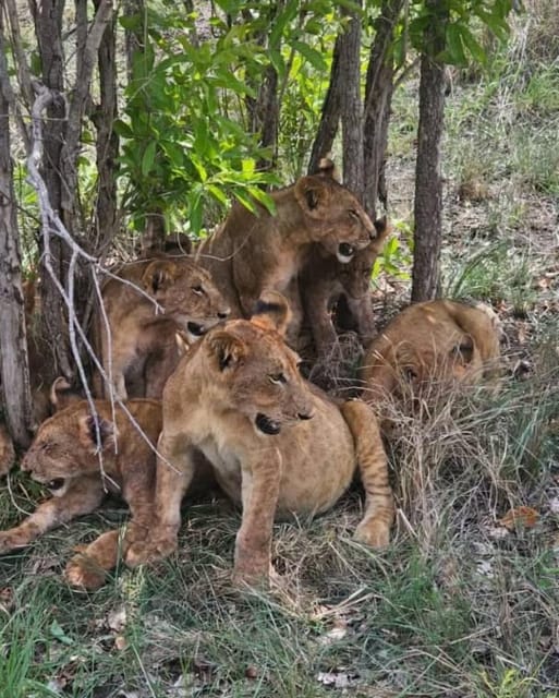 From Zanzibar: 3 - Days Mikumi National Park Safari with Train and Ferry