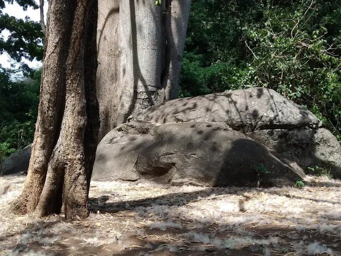 From Zanzibar: 3 - Days Mikumi National Park Safari with Train and Ferry