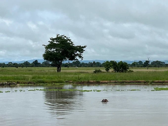 From Zanzibar: 3 - Days Mikumi National Park Safari with Train and Ferry