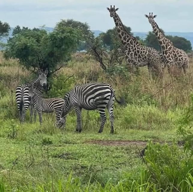 From Zanzibar: 3 - Days Mikumi National Park Safari with Train and Ferry