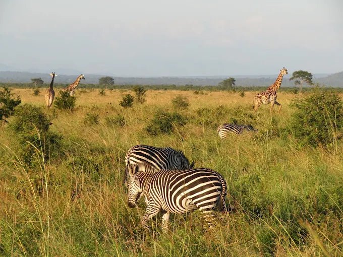 From Zanzibar: 3 - Days Mikumi National Park Safari with Train and Ferry