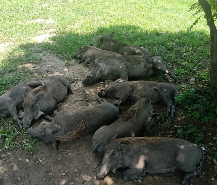 From Zanzibar: 3 - Days Mikumi National Park Safari with Train and Ferry