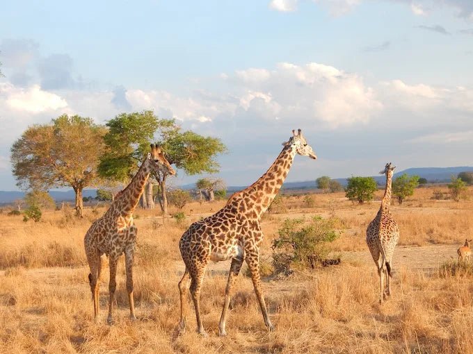 From Zanzibar: 3 - Days Mikumi National Park Safari with Train and Ferry