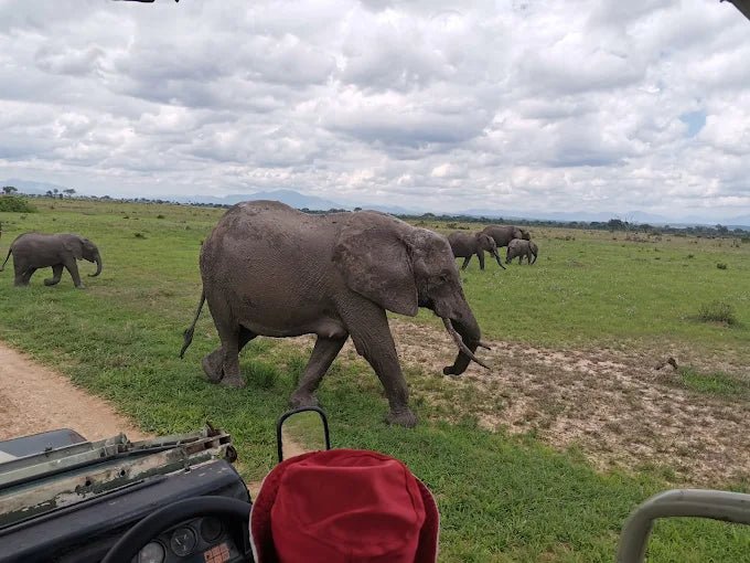 From Zanzibar: 3 - Days Mikumi National Park Safari with Train and Ferry