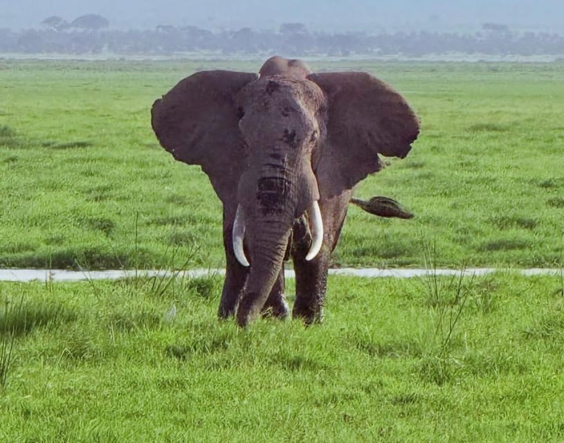 From Zanzibar: 3 - Days Mikumi National Park Safari with Train and Ferry