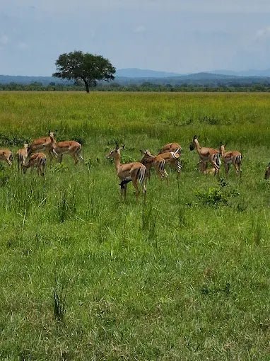 From Zanzibar: Day Trip to Mikumi National Park with Flight and Game Drive