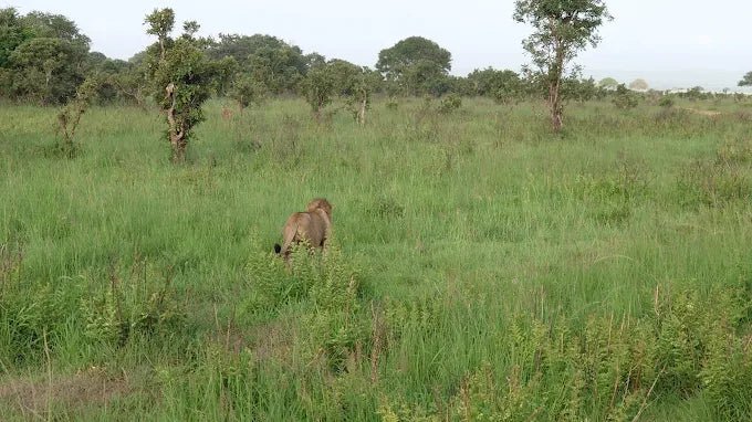 From Zanzibar: Day Trip to Mikumi National Park with Flight and Game Drive