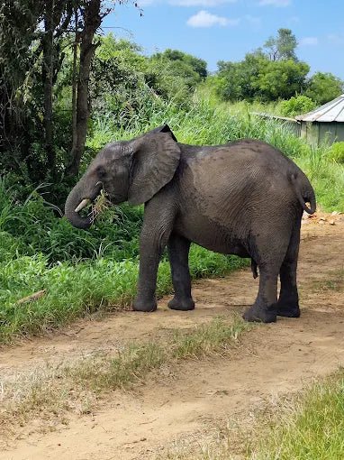 From Zanzibar: Day Trip to Mikumi National Park with Flight and Game Drive