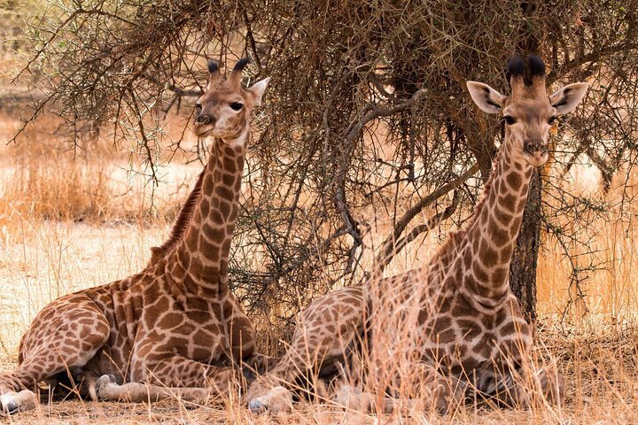 From Zanzibar: Day Trip to Mikumi National Park with Flight and Game Drive