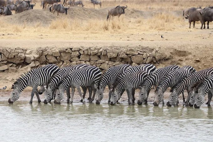 From Zanzibar: Day Trip to Mikumi National Park with Flight and Game Drive