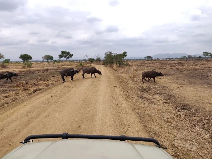 From Zanzibar: Mikumi National Park Day Trip with Flights, Jeep Safari and Lunch