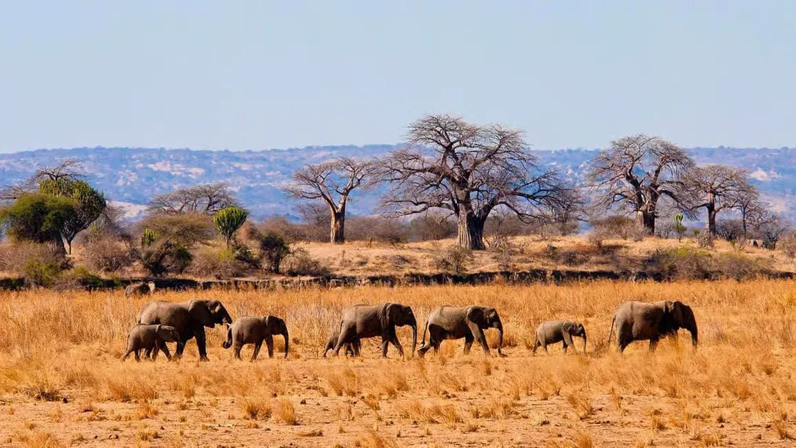 From Zanzibar: Mikumi National Park Day Trip with Flights, Jeep Safari and Lunch