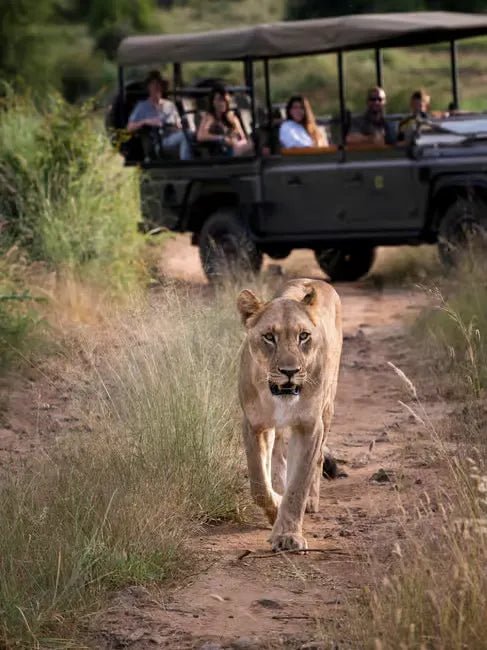 From Zanzibar: Mikumi National Park Day Trip with Flights, Jeep Safari and Lunch