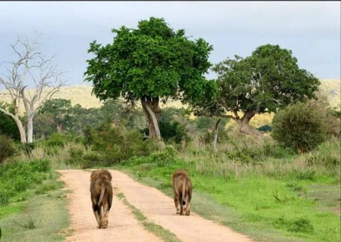 From Zanzibar: Mikumi National Park Day Trip with Flights, Jeep Safari and Lunch