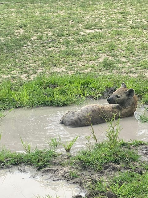 From Zanzibar: Mikumi National Park Guided Safari by Flight