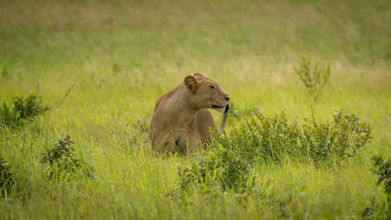 From Zanzibar: Mikumi National Park Guided Safari by Flight