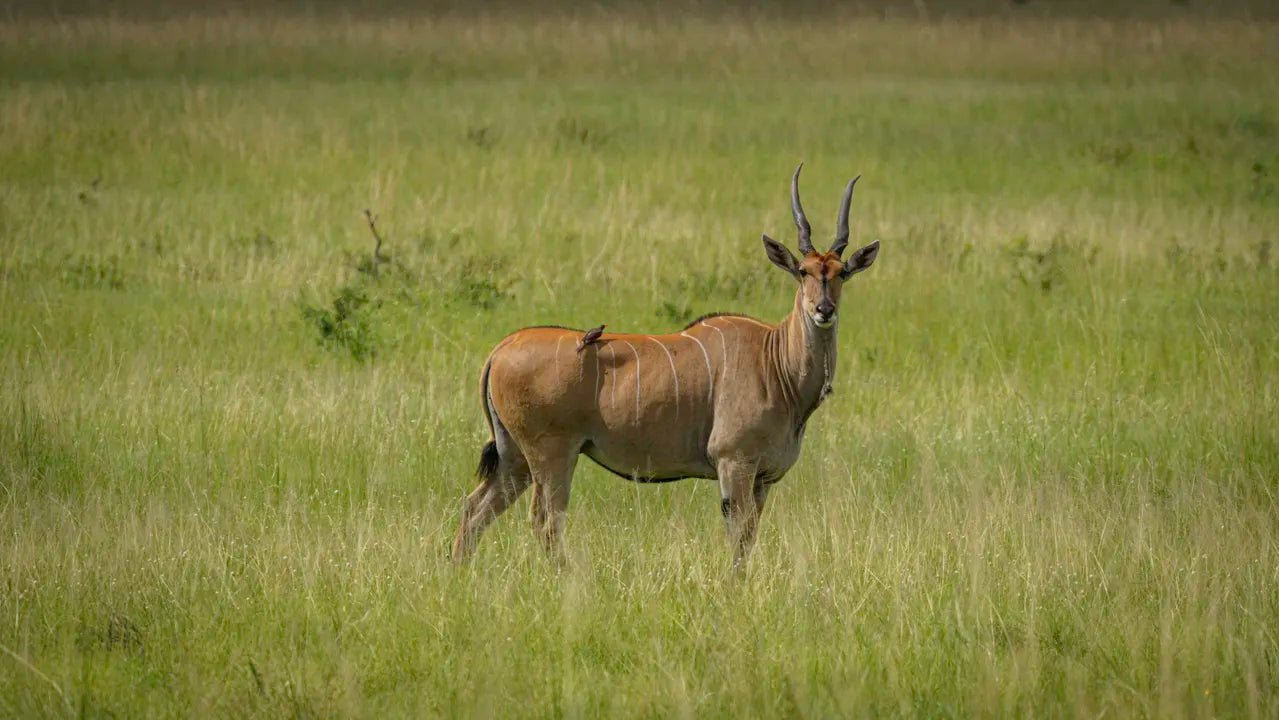 From Zanzibar: Mikumi National Park Guided Safari by Flight