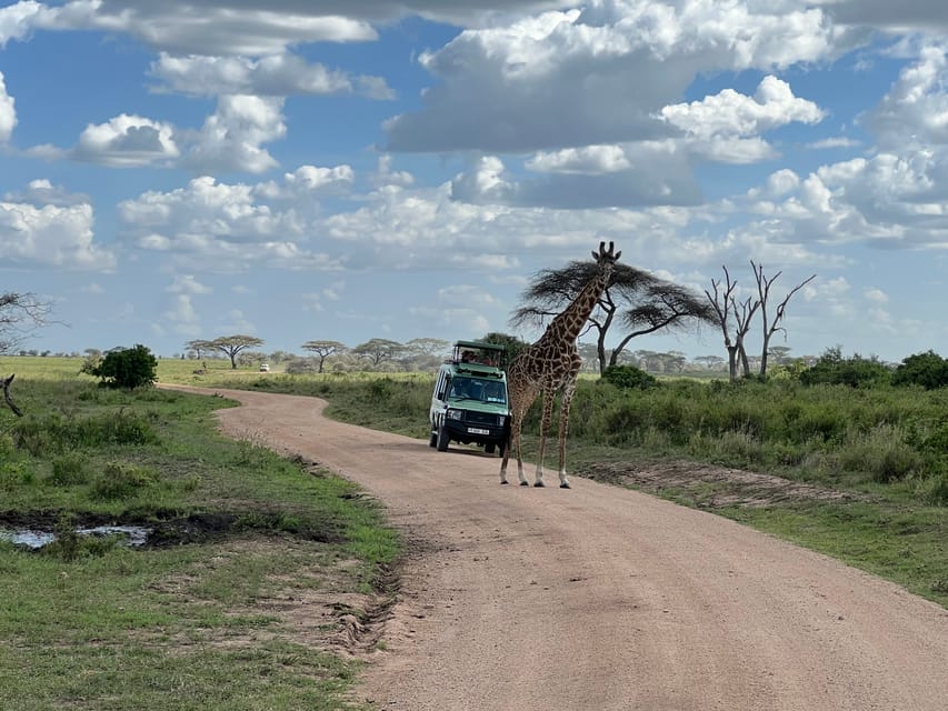From Zanzibar: Mikumi National Park Guided Safari by Flight