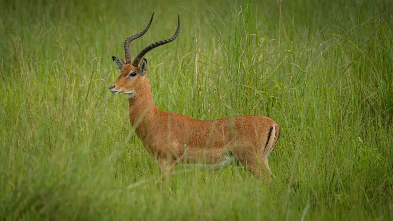 From Zanzibar: Mikumi National Park Guided Safari by Flight