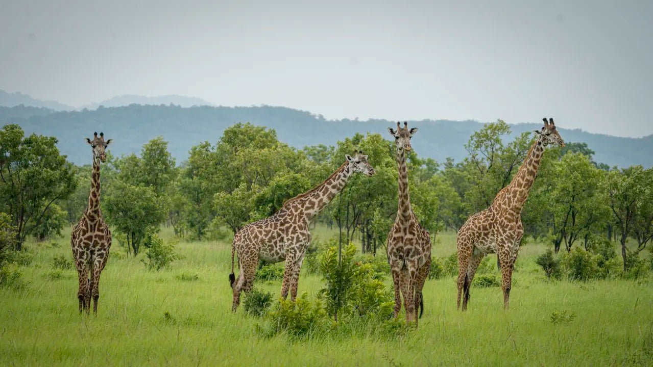 From Zanzibar: Mikumi National Park Guided Safari by Flight