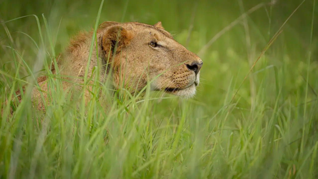 From Zanzibar: Mikumi National Park Guided Safari by Flight