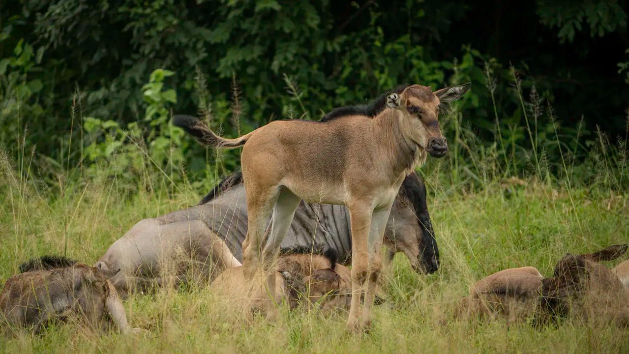 From Zanzibar: Mikumi National Park Guided Safari by Flight