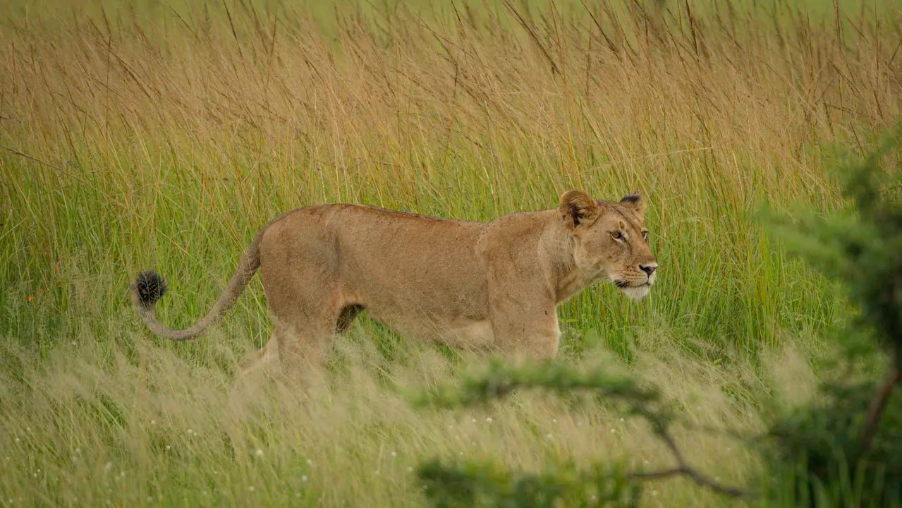 From Zanzibar: Mikumi National Park Guided Safari by Flight