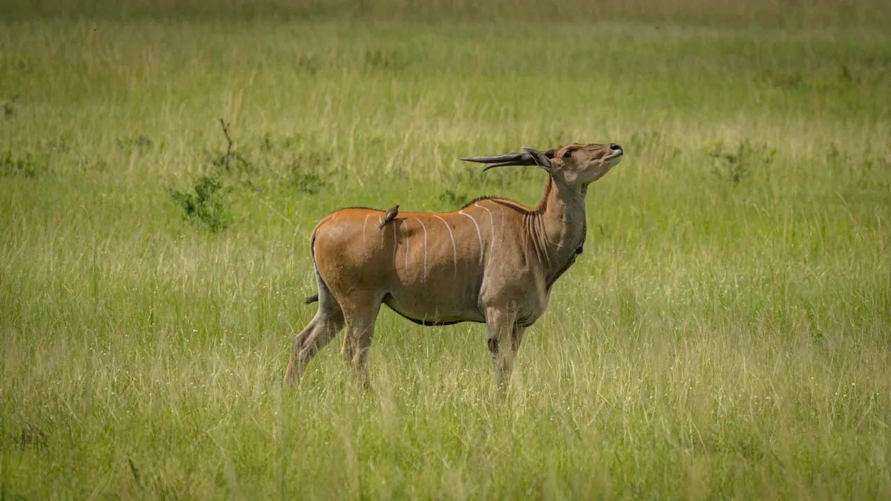 From Zanzibar: Mikumi National Park Guided Safari by Flight