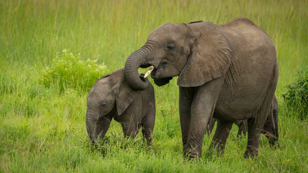 From Zanzibar: Mikumi National Park Guided Safari by Flight