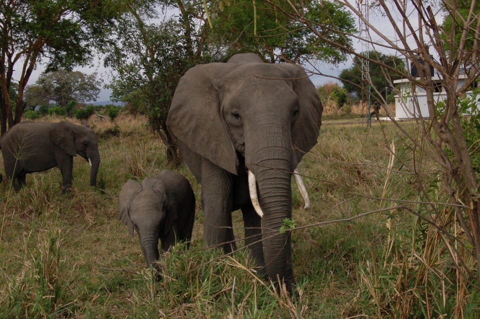 From Zanzibar: Mikumi National Park Guided Safari by Flight
