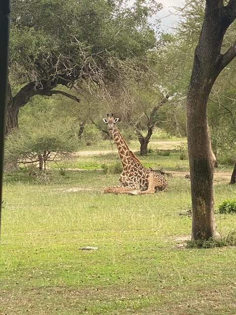 From Zanzibar: Mikumi National Park Guided Safari by Flight
