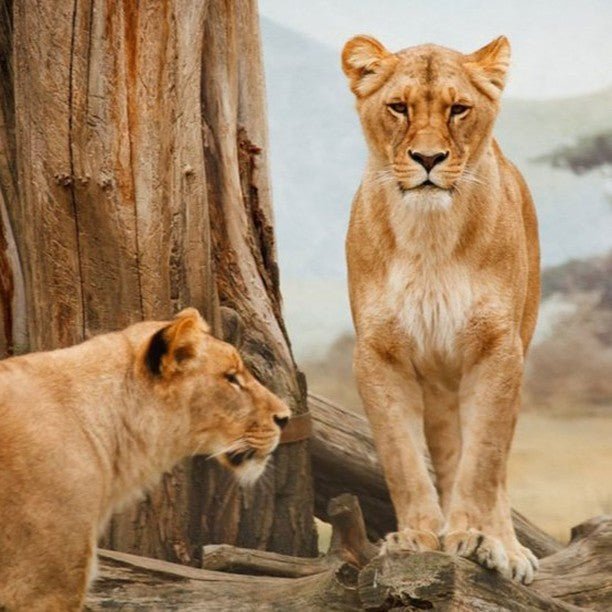 From Zanzibar: Mikumi National Park Safari Day Trip with Game Drive