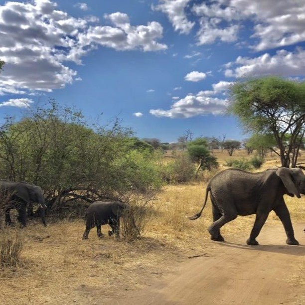 From Zanzibar: Mikumi National Park Safari Day Trip with Game Drive